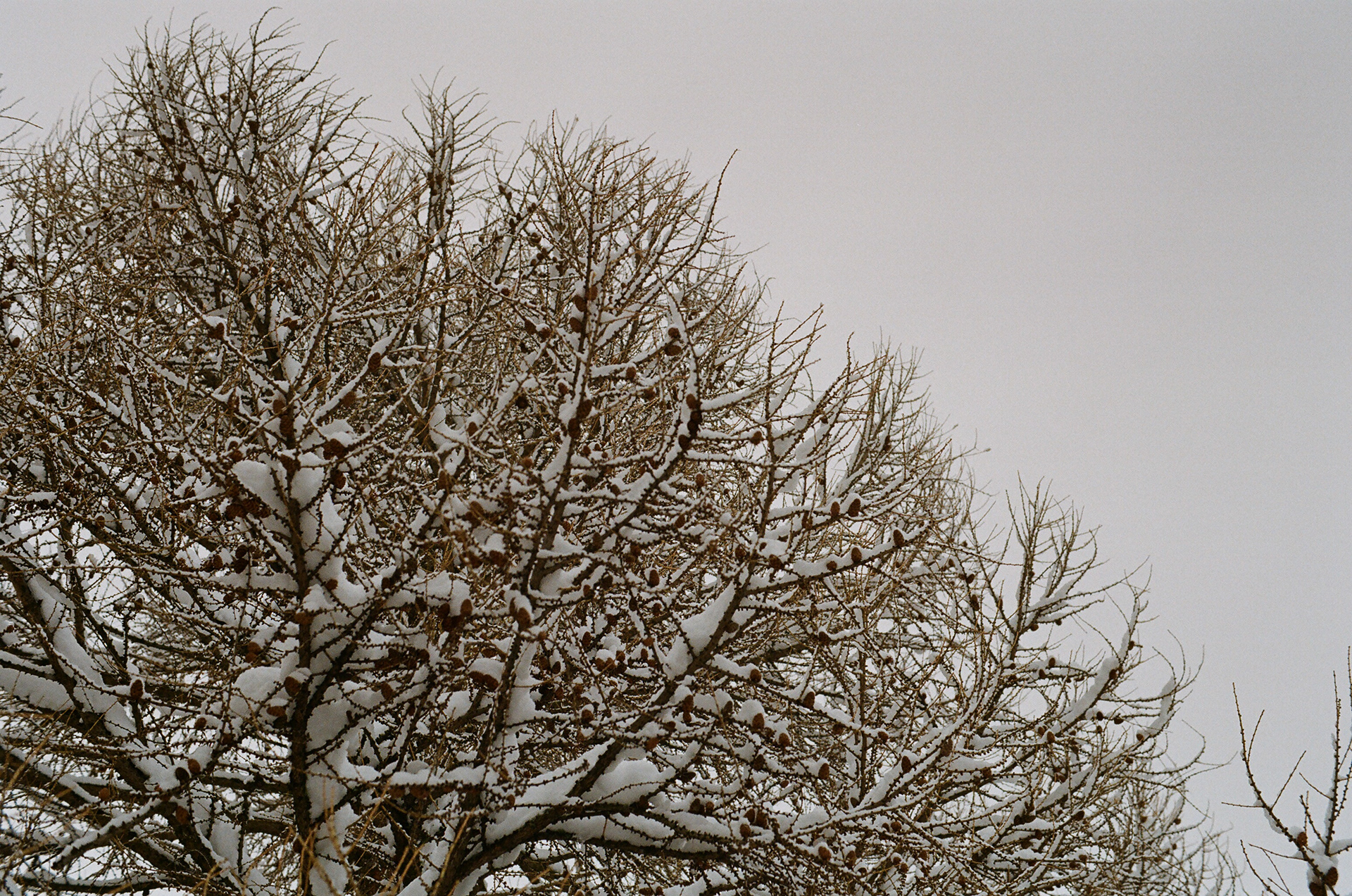 engadina, celerina, schlarigna, san gian, svizzera, fiume con neve, snow, christmas with snow, tree with snow
