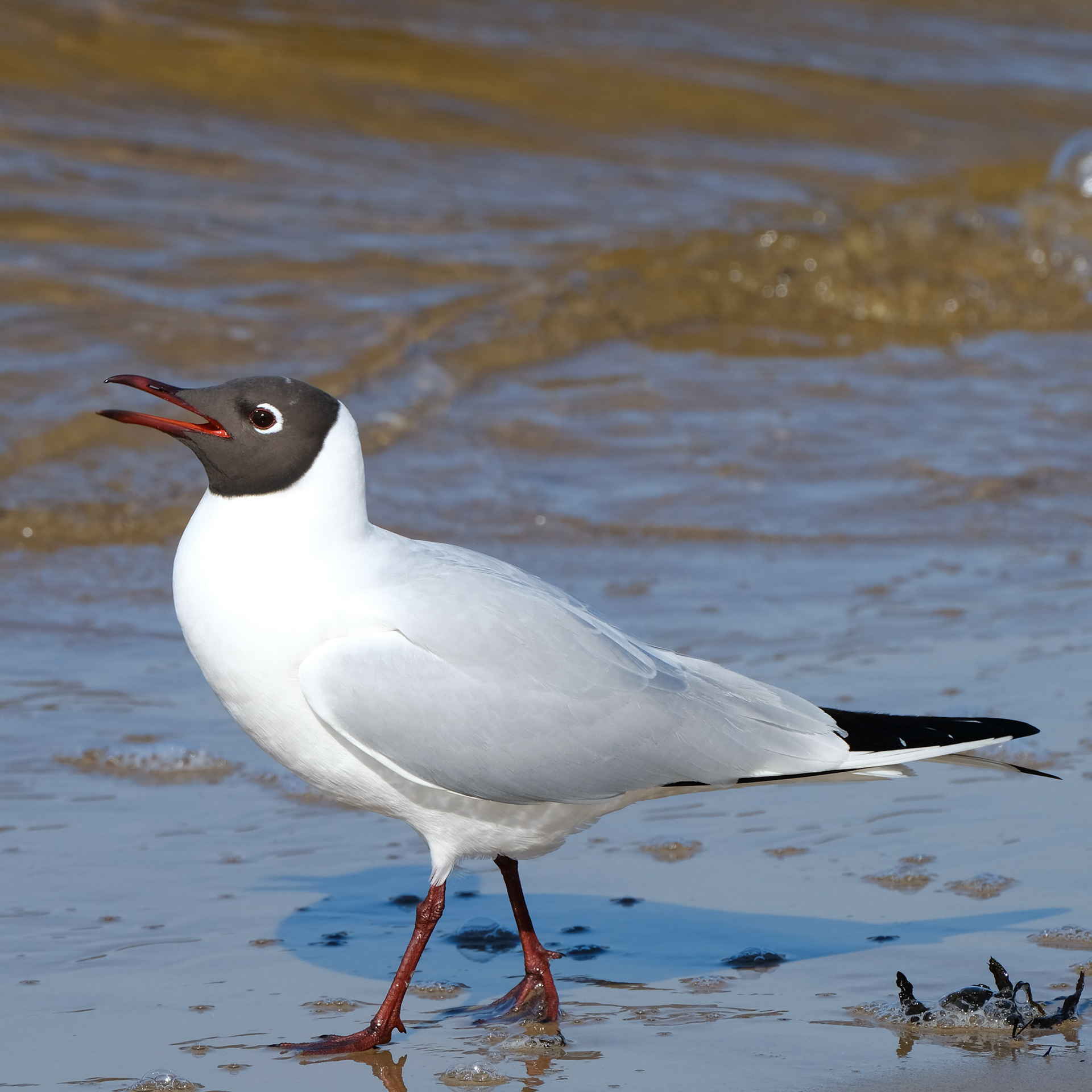 Black-headed gull (Chroicocephalus ridibundus)