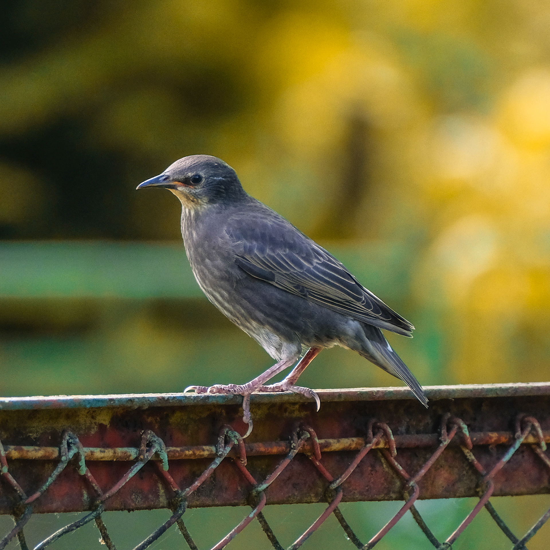 Common starling (Sturnus vulgaris)