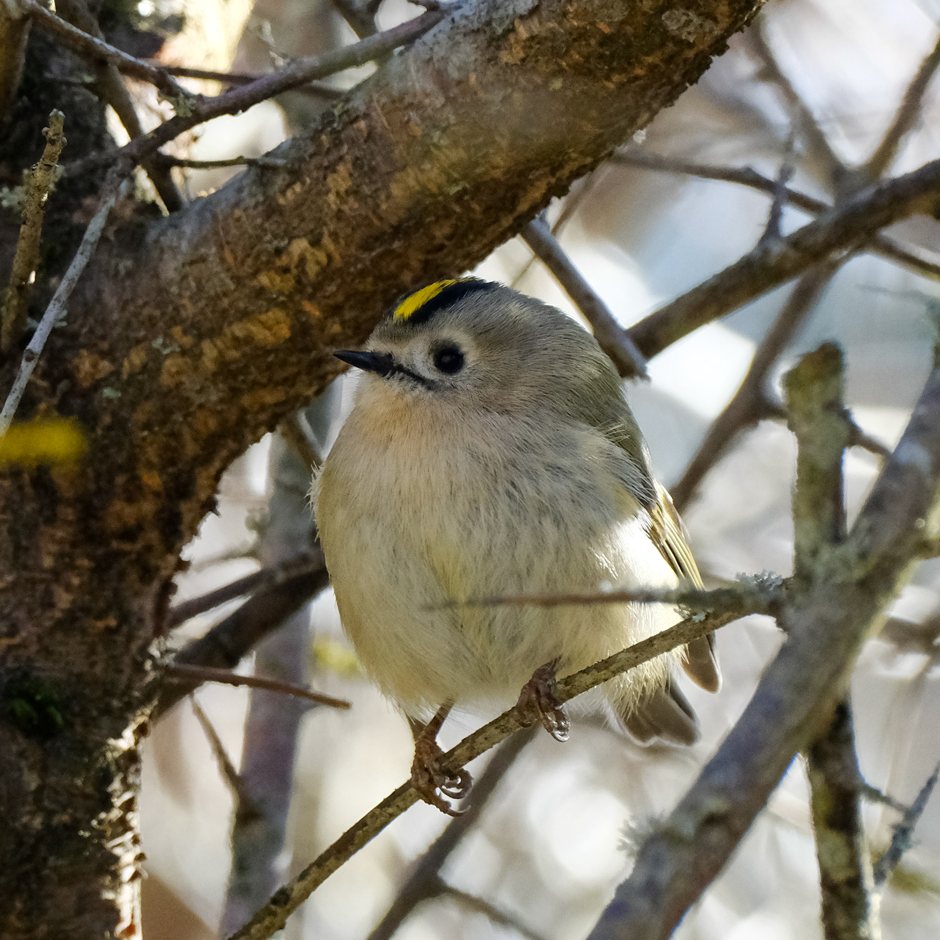 Goldcrest (Regulus regulus)
