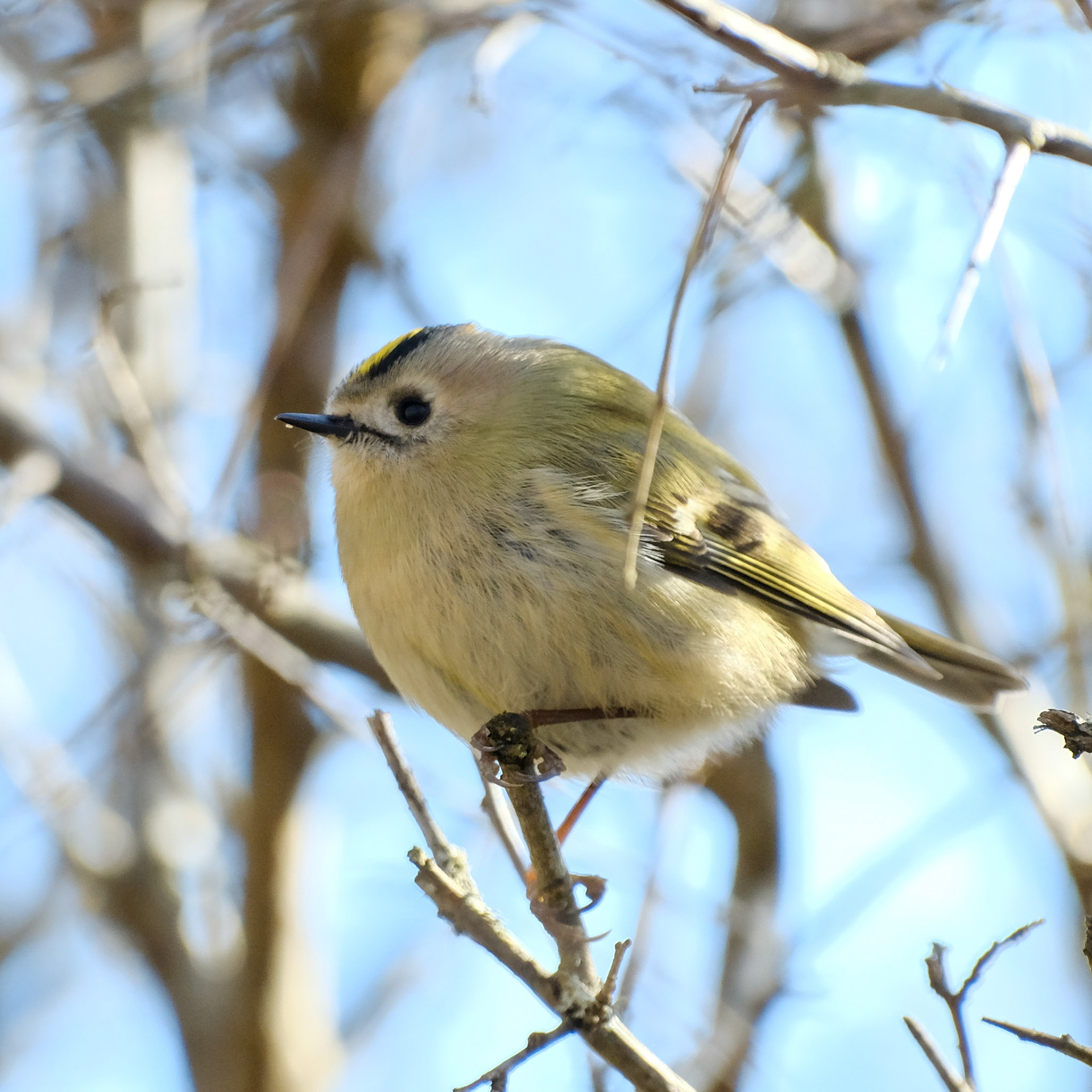 Goldcrest (Regulus regulus)