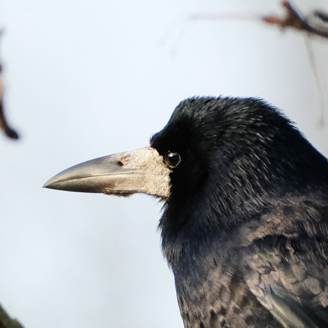 Rook (Corvus frugilegus)