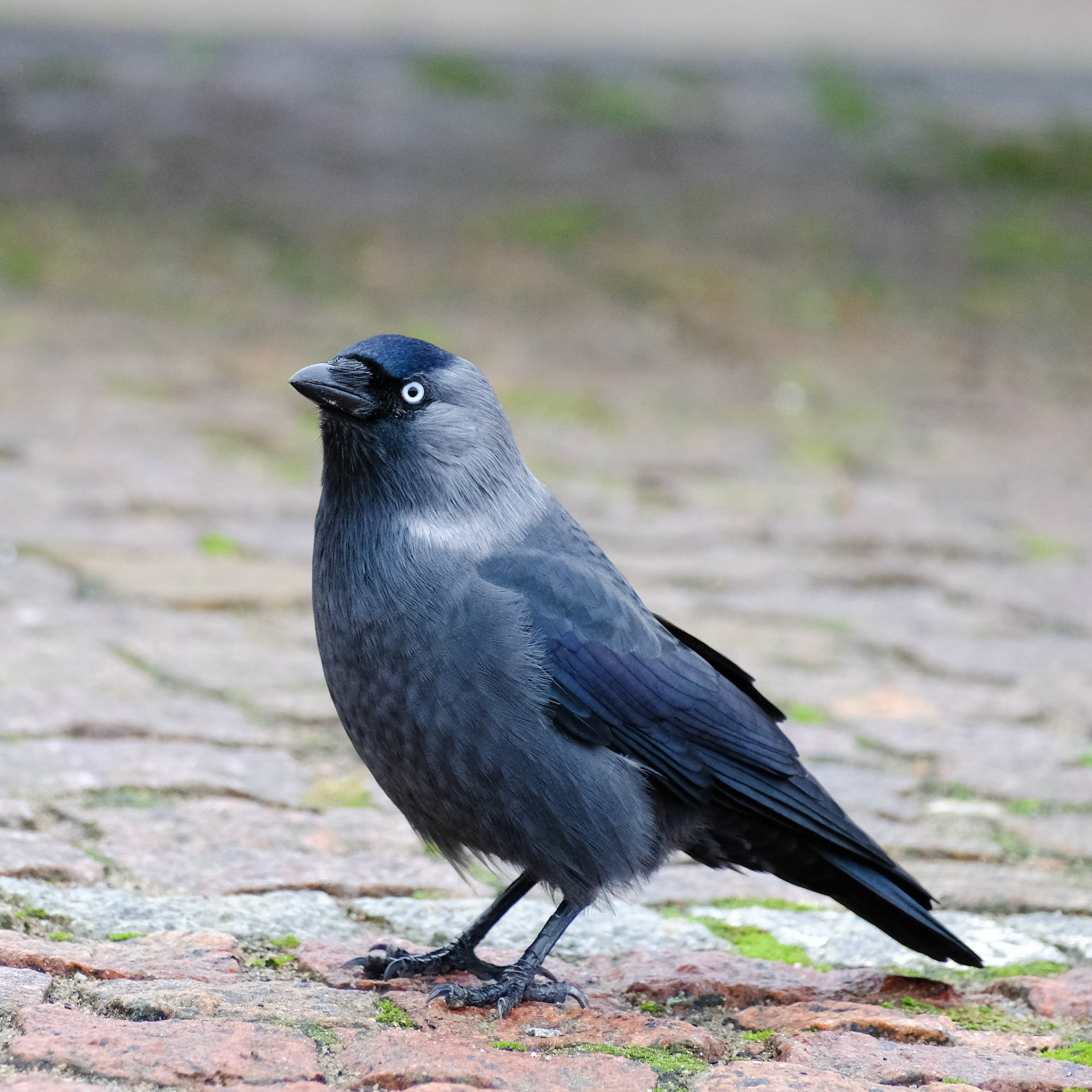 Western jackdaw (Coloeus monedula)