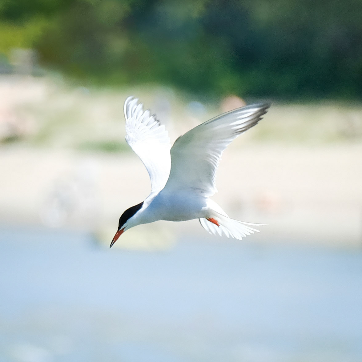 Common tern (Sterna hirundo)