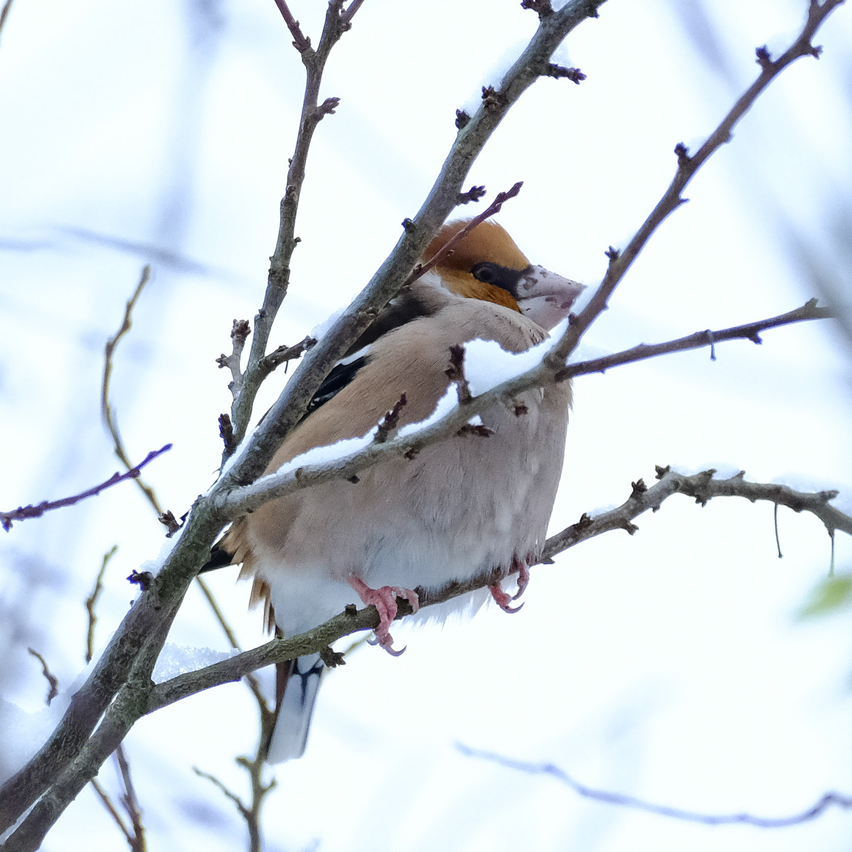 Hawfinch (Coccothraustes coccothraustes)