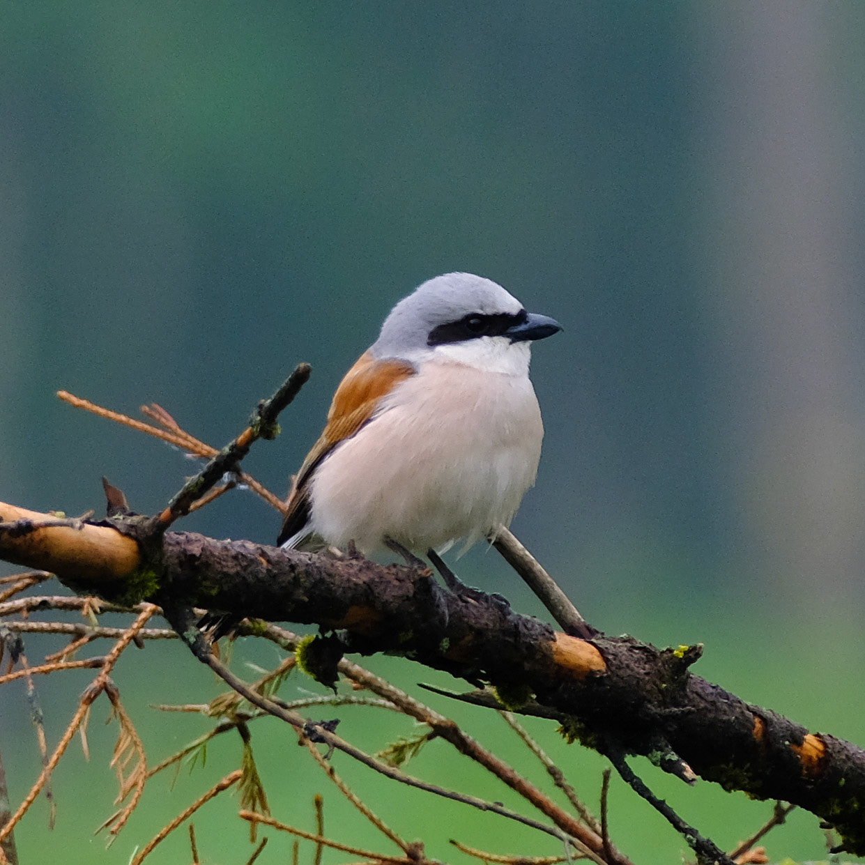 Red-backed shrike (Lanius collurio)