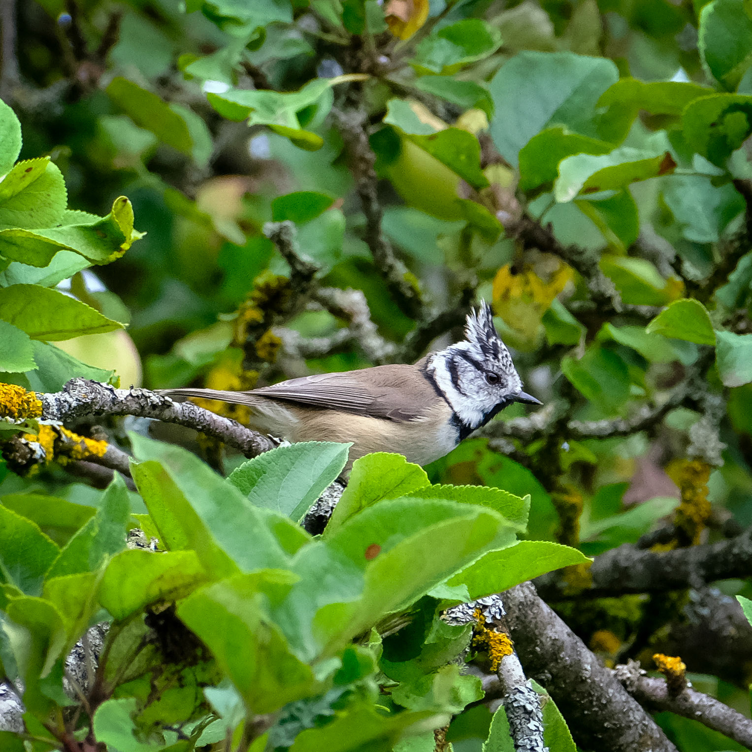 European crested tit (Lophophanes cristatus)