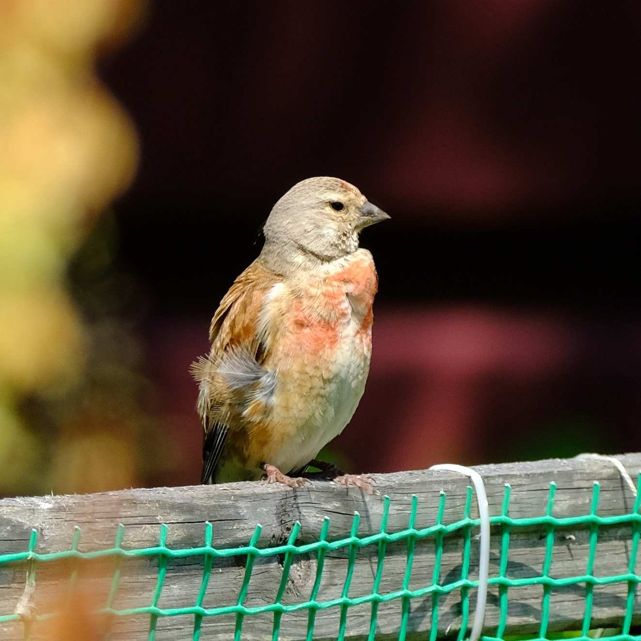 Common linnet (Linaria cannabina)