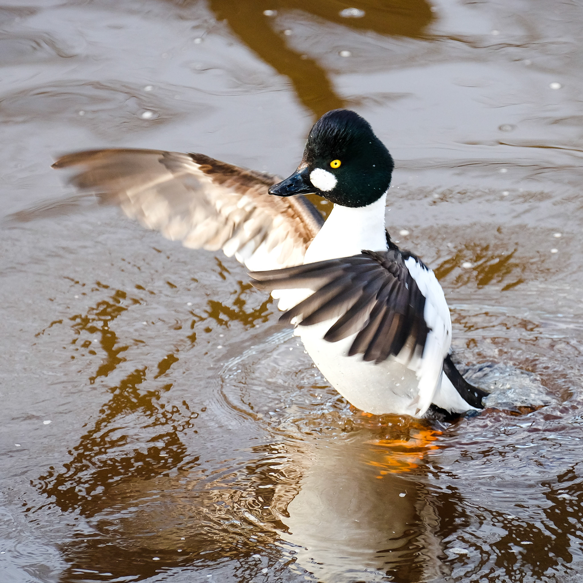 Goldeneye (Bucephala clangula)