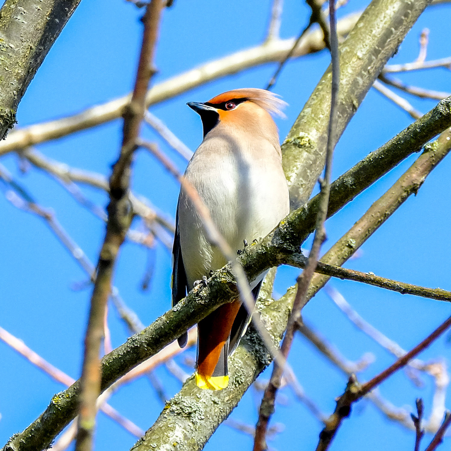 Bohemian waxwing (Bombycilla garrulus)