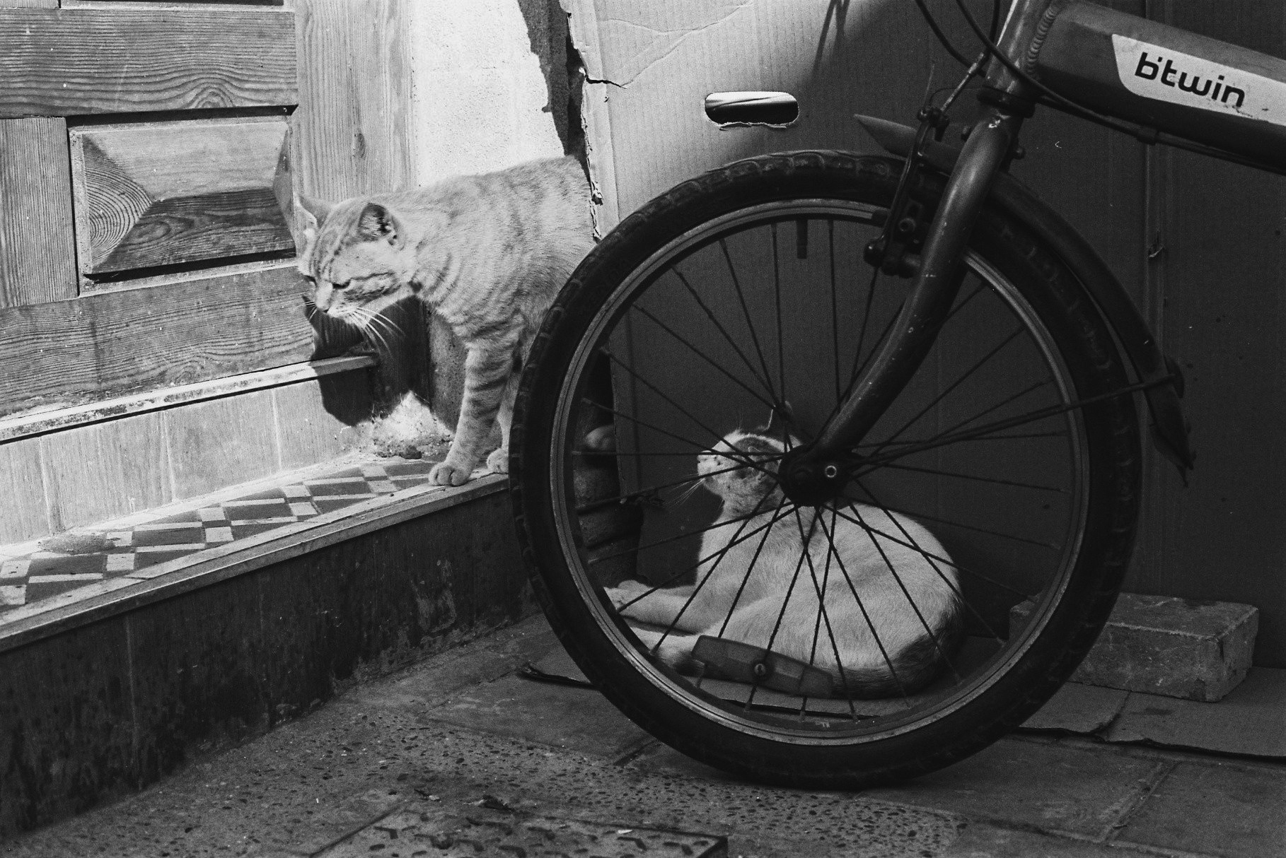 Prowl, Essaouira