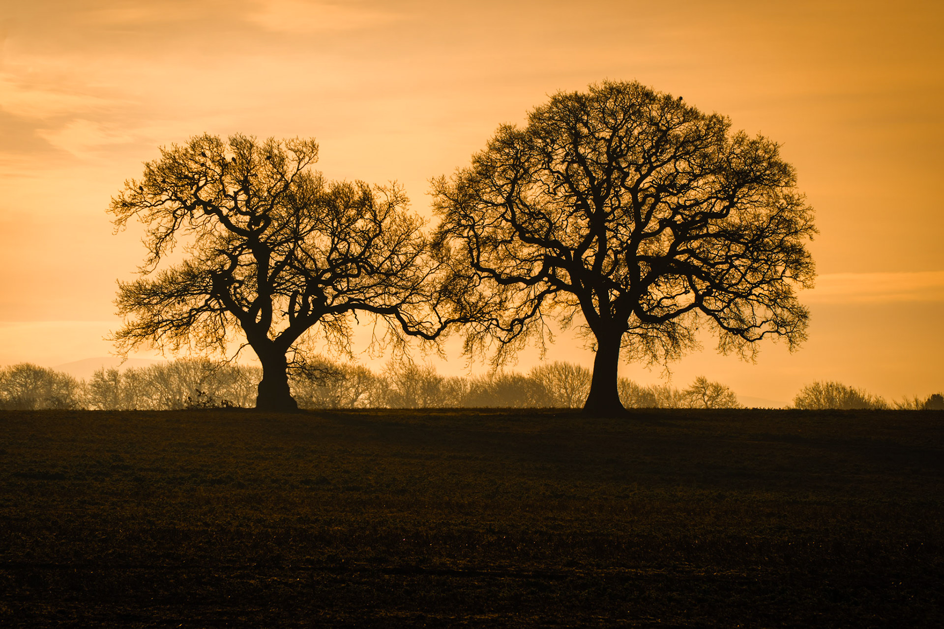The Trees Against The Morning Sky - Crathorne, North Yorkshire. February 2024