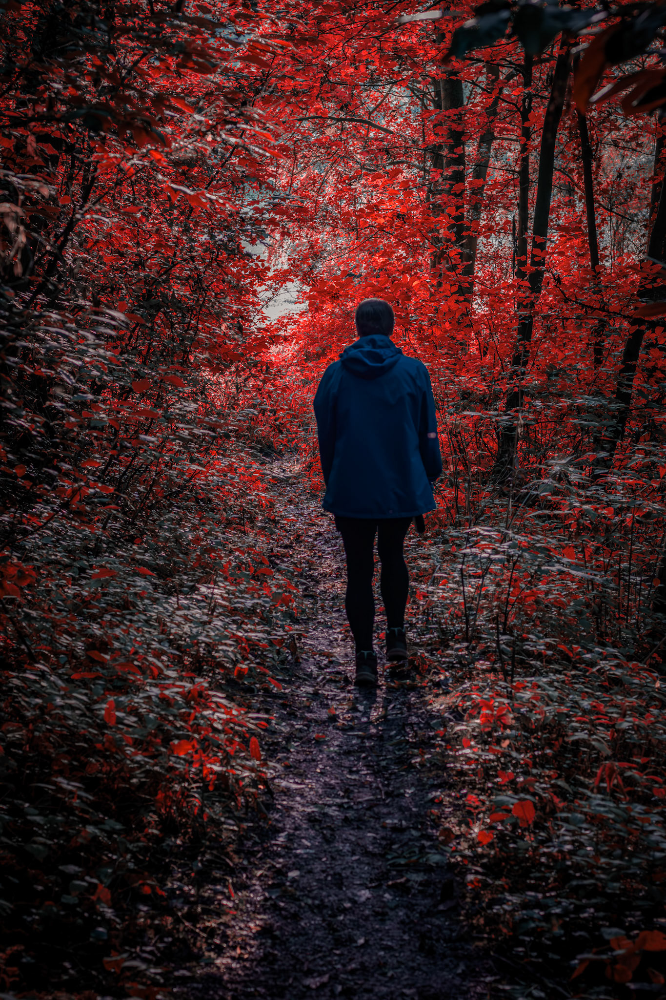Walking Through The Woods - Crathorne North Yorkshire. 2023