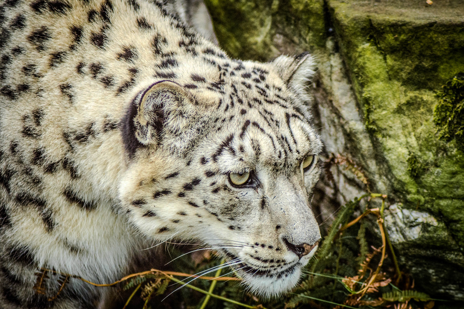 Snow Leopard 2017