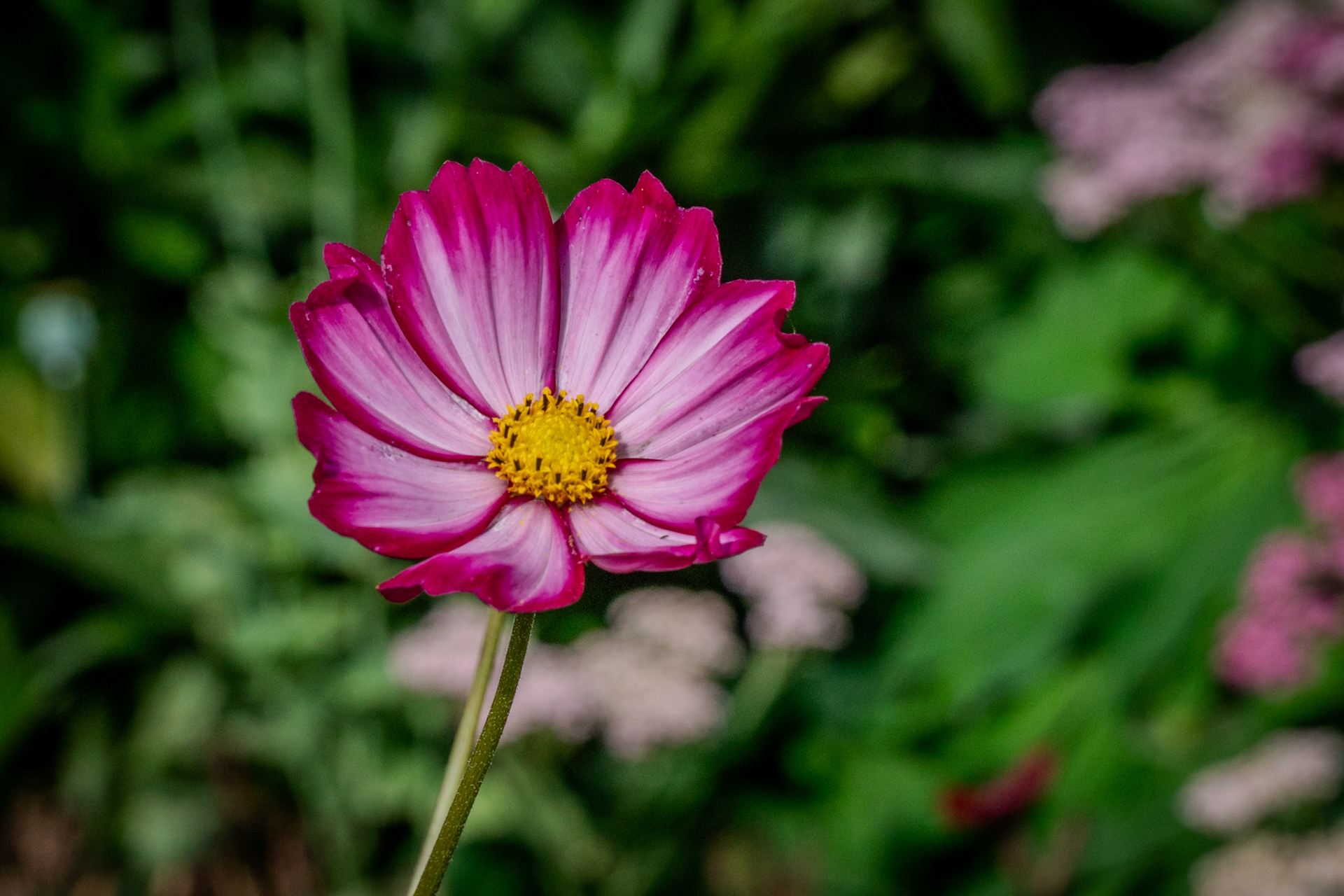 Cosmos Flower 2023