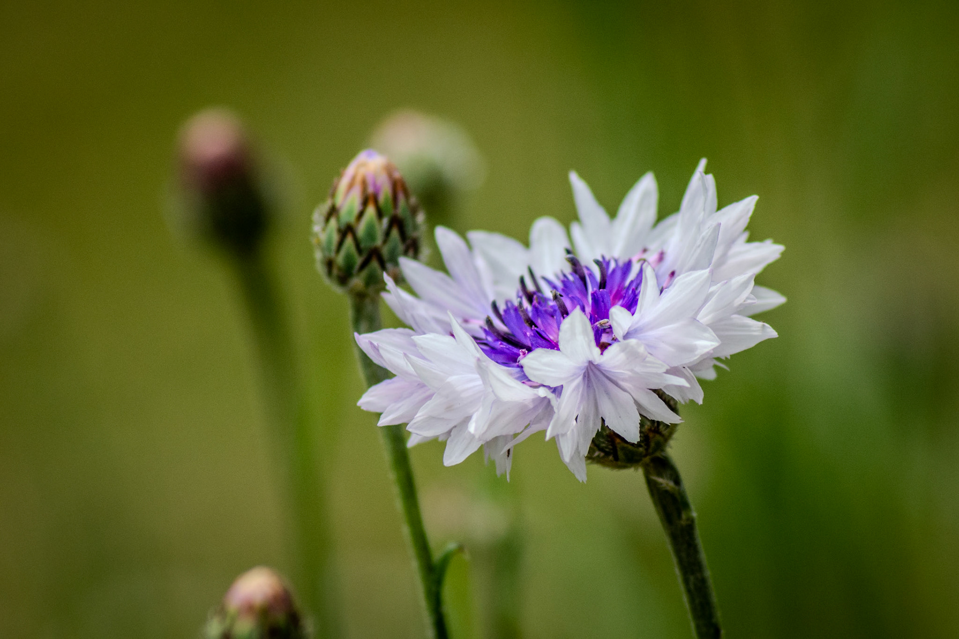 Cornflower.