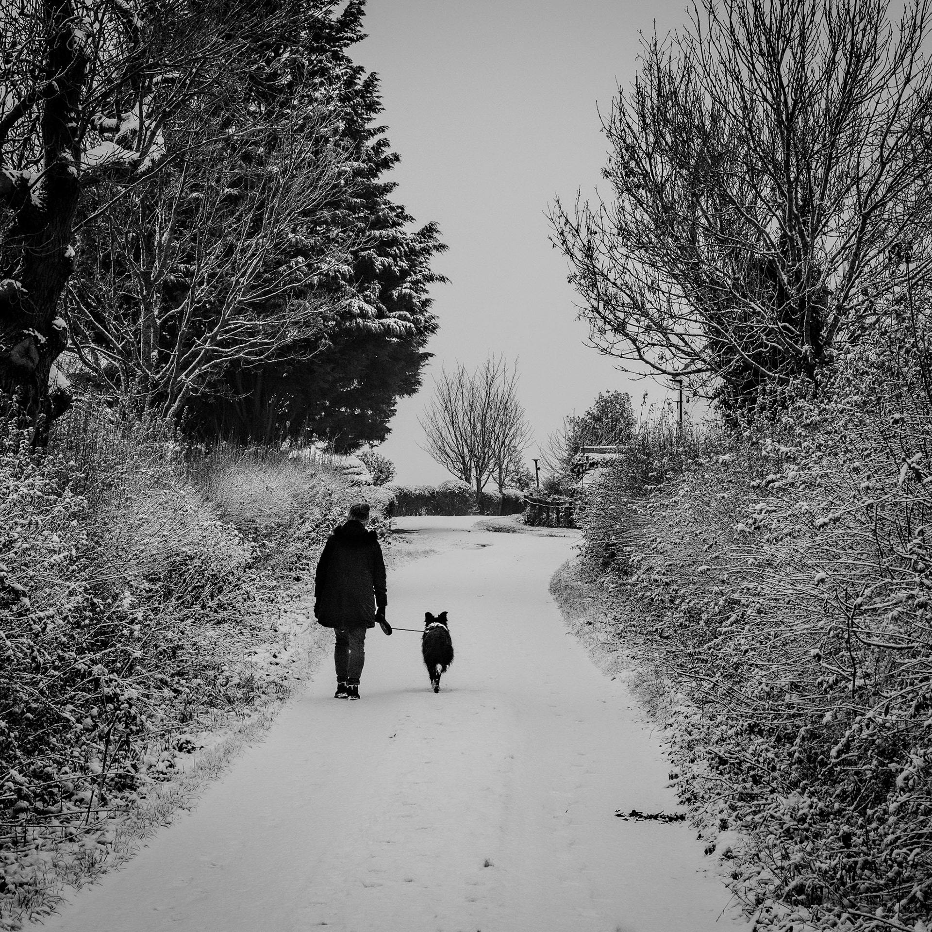 A Snowy Walk - Crathorne, North Yorkshire. December 2023