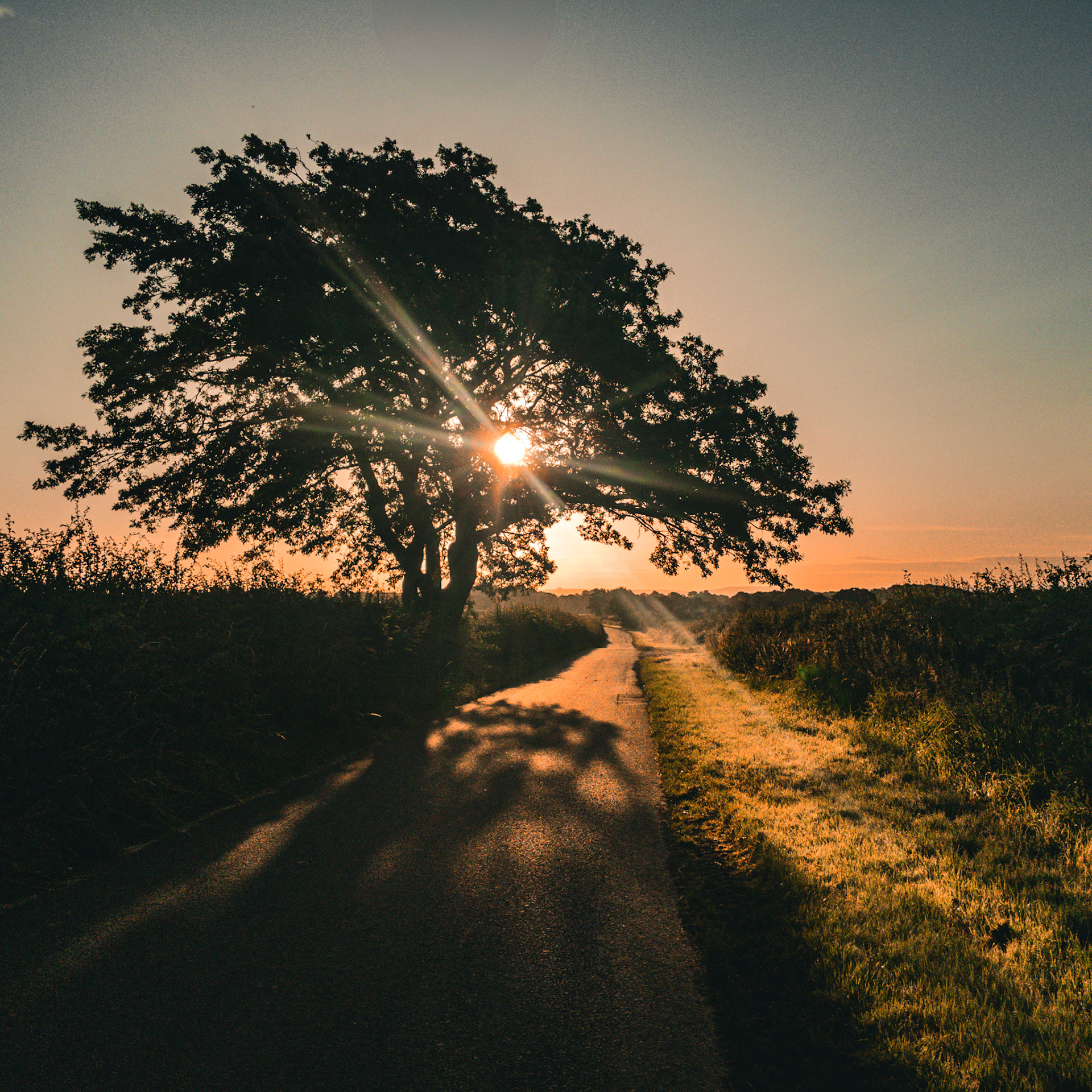 Early Morning Sun - Back Lane, Crathorne July 2024