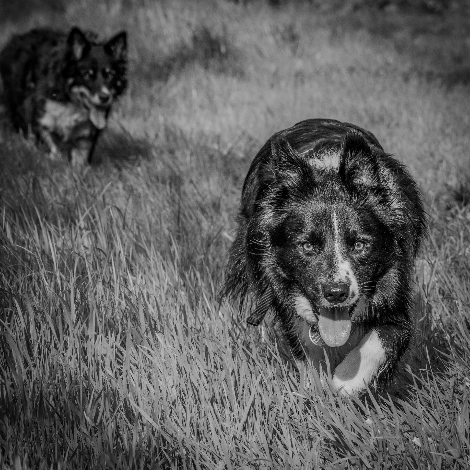 Jess & Misty 2017