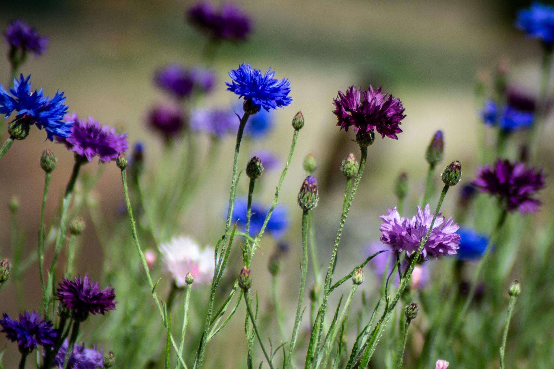 Cornflowers 2022
