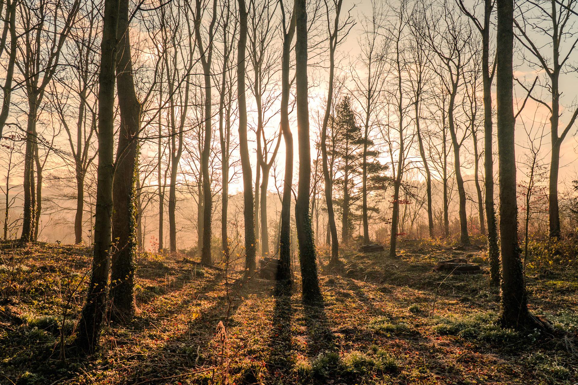 Morning Light Through The Trees - Crathorne, North Yorkshire.
