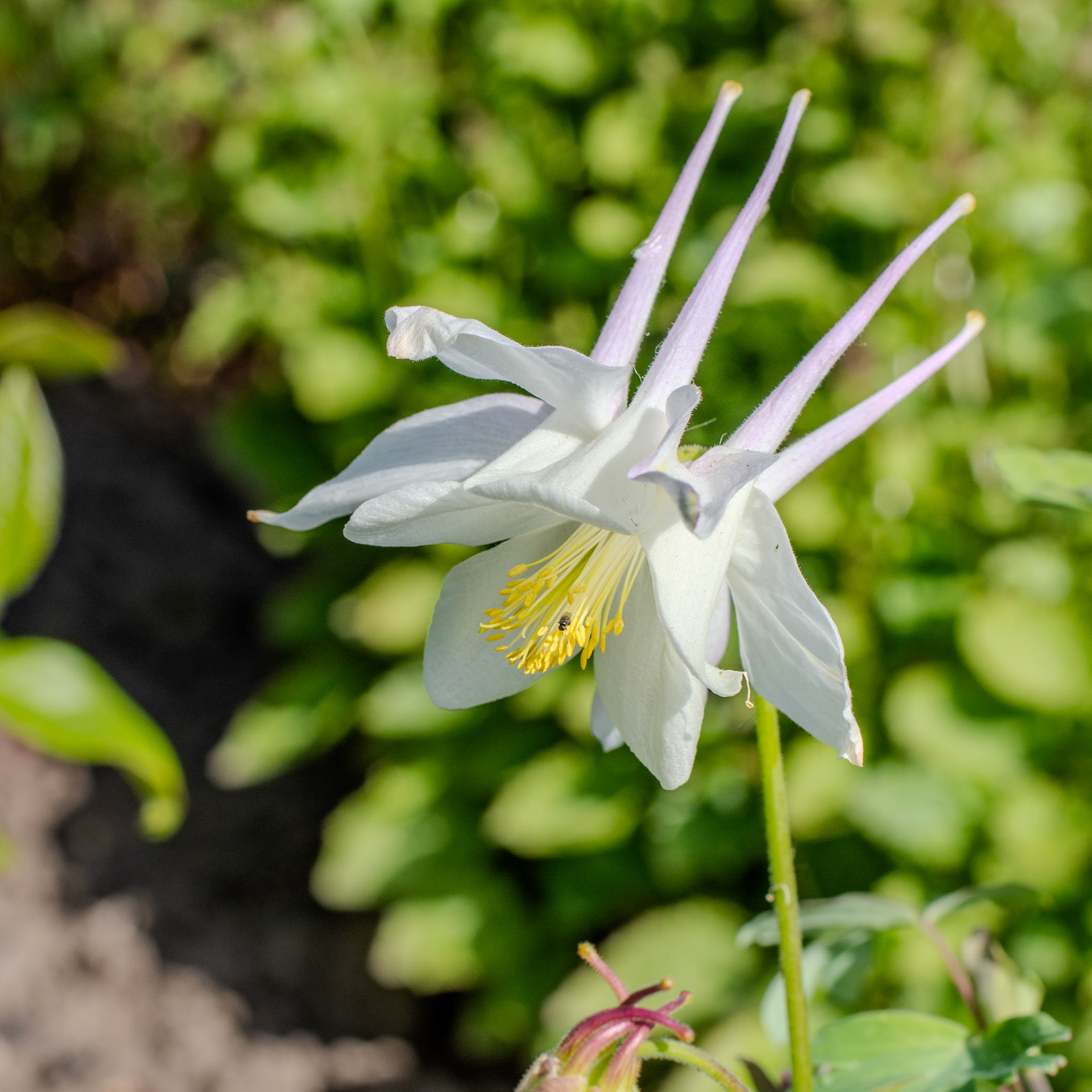 Aquilegia.