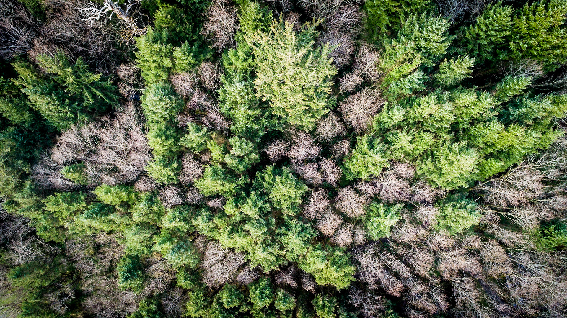 Green Spots