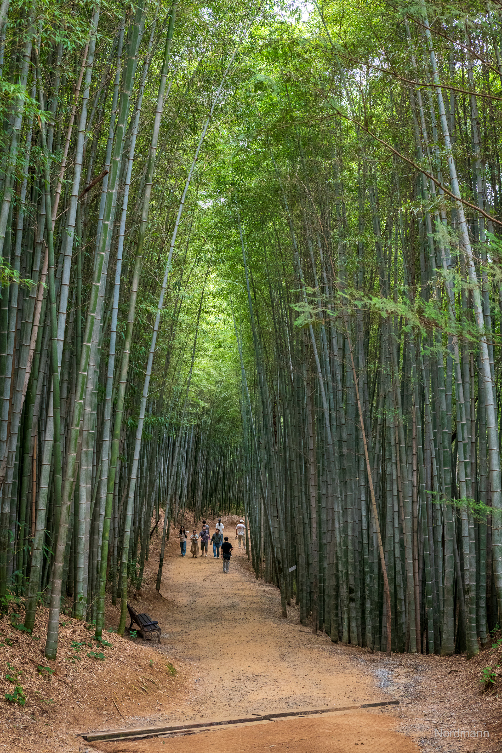 Bamboo Garden, Damyang