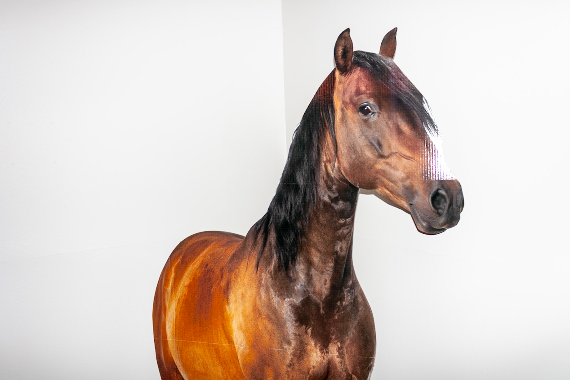 Horse 2025
