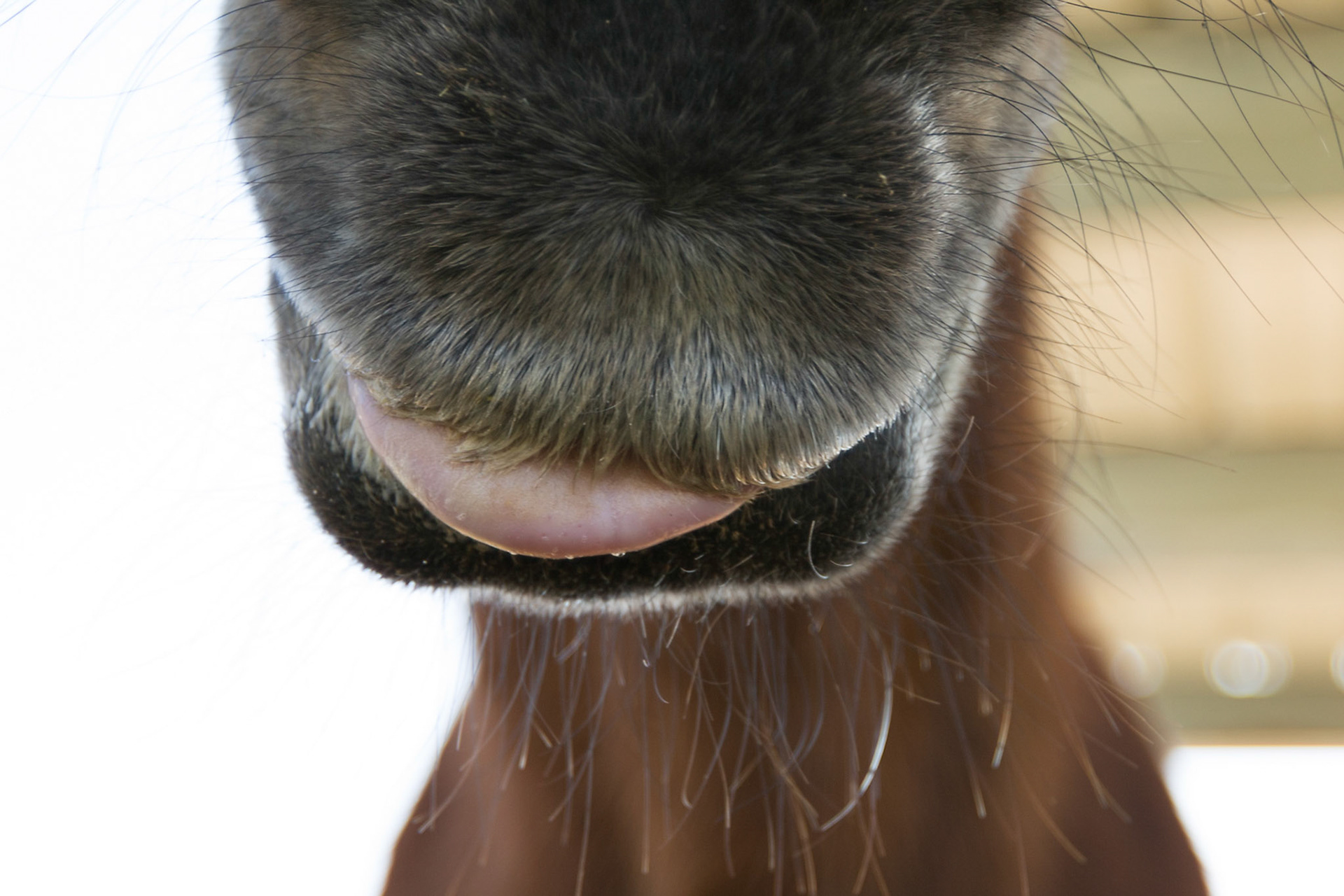 Close up photo of a horses mouth in Prather, Ca equestrian