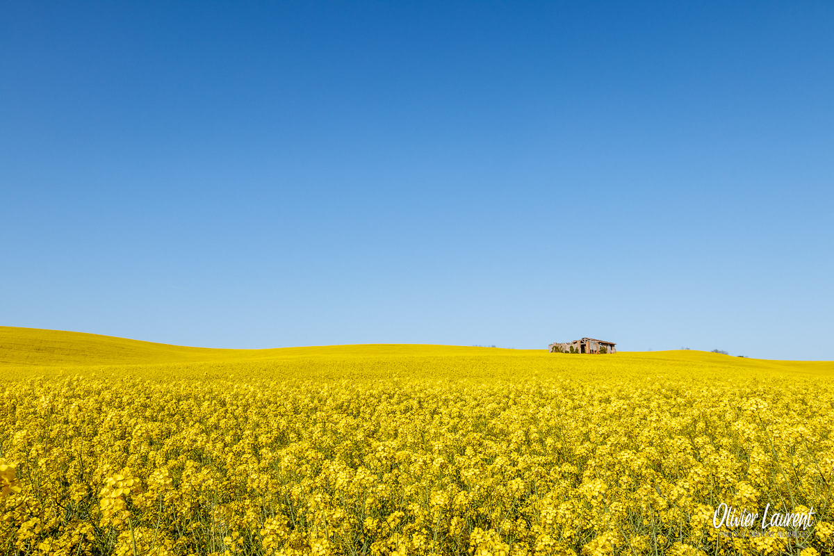 Sur les côteaux de Calmont - Lauragais