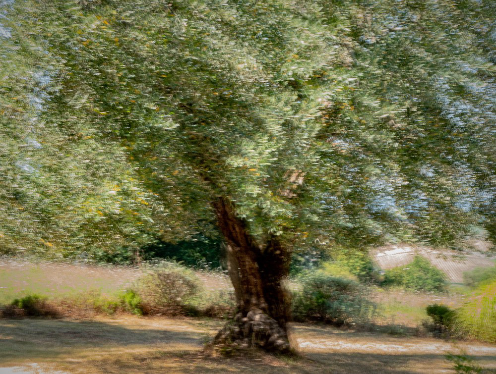 Olivenbaum in der Morgensonne