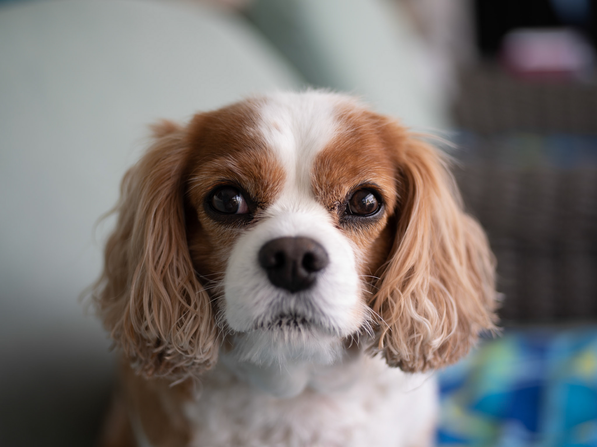 Cavalier King Charles Spaniel