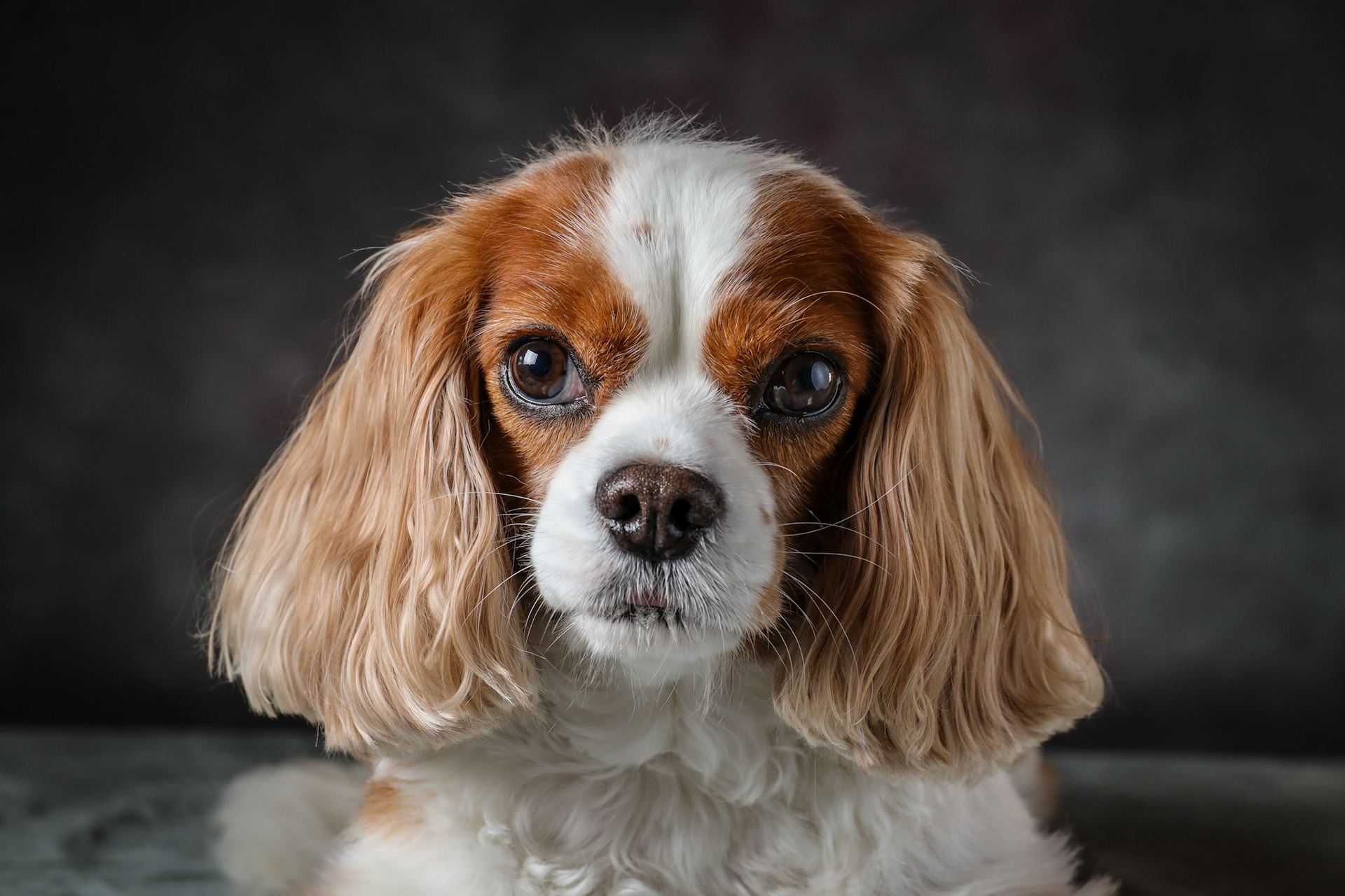 Louie Cavalier KC