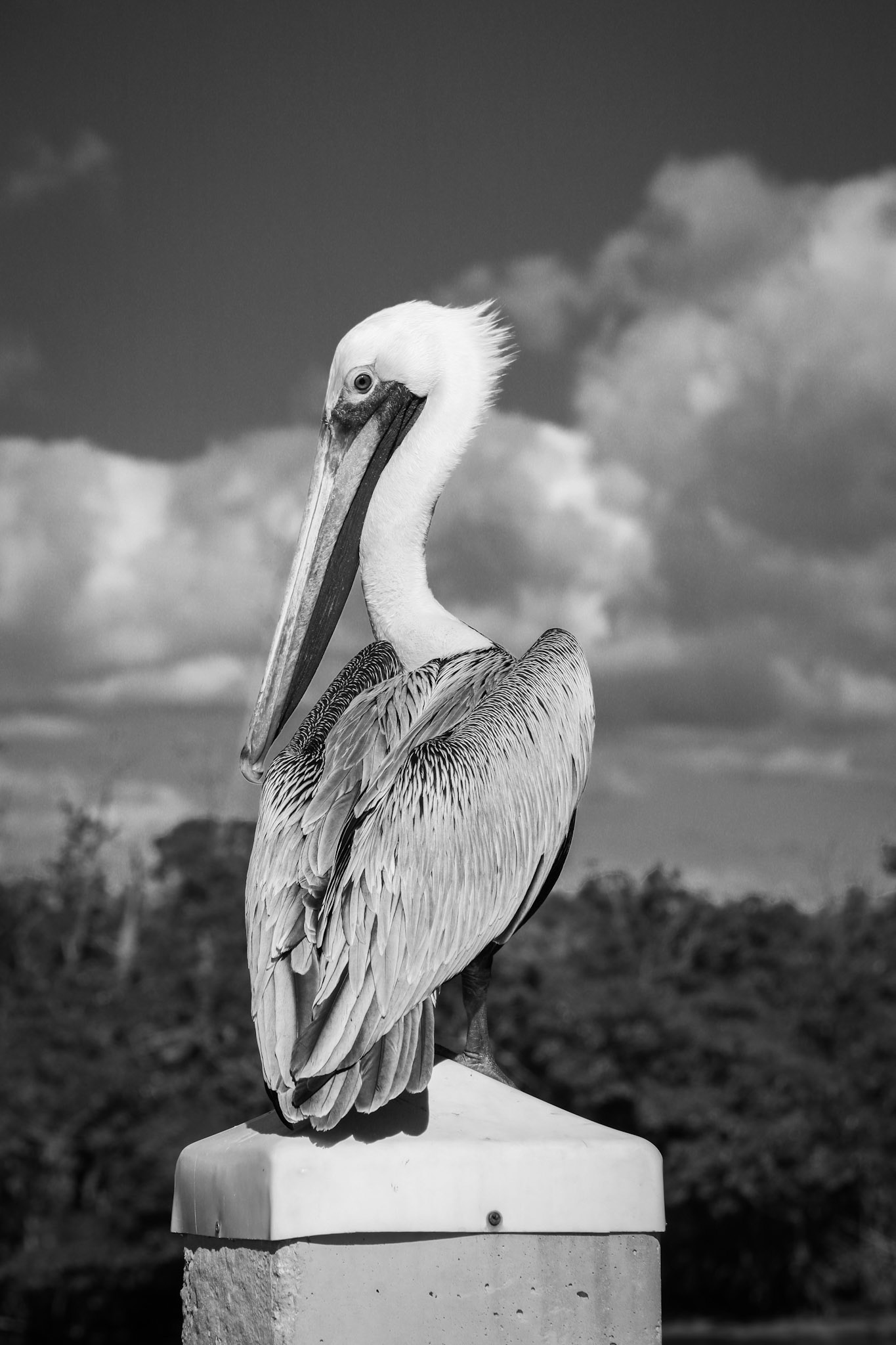 Pelican