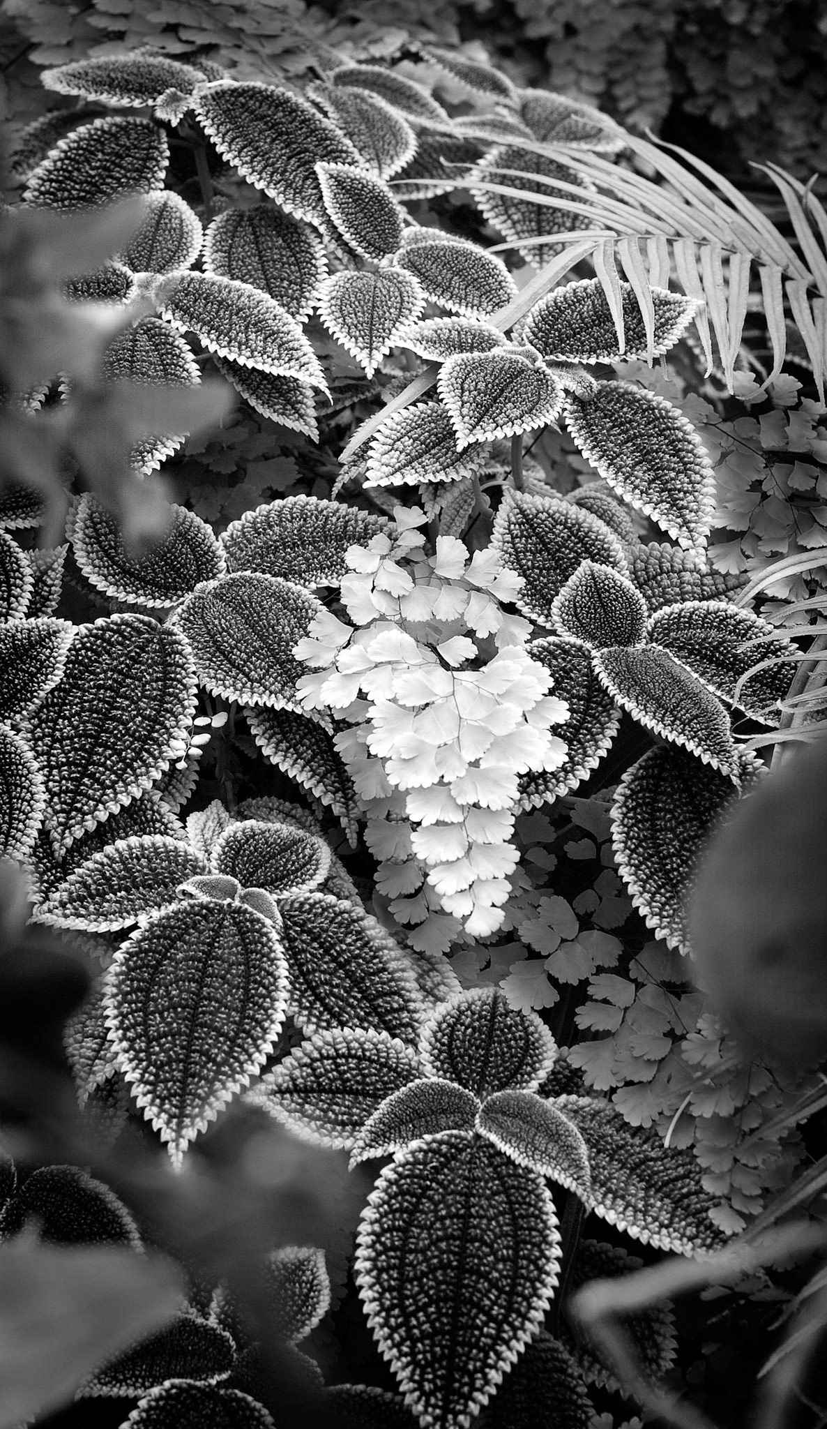 Foliage B&amp;W