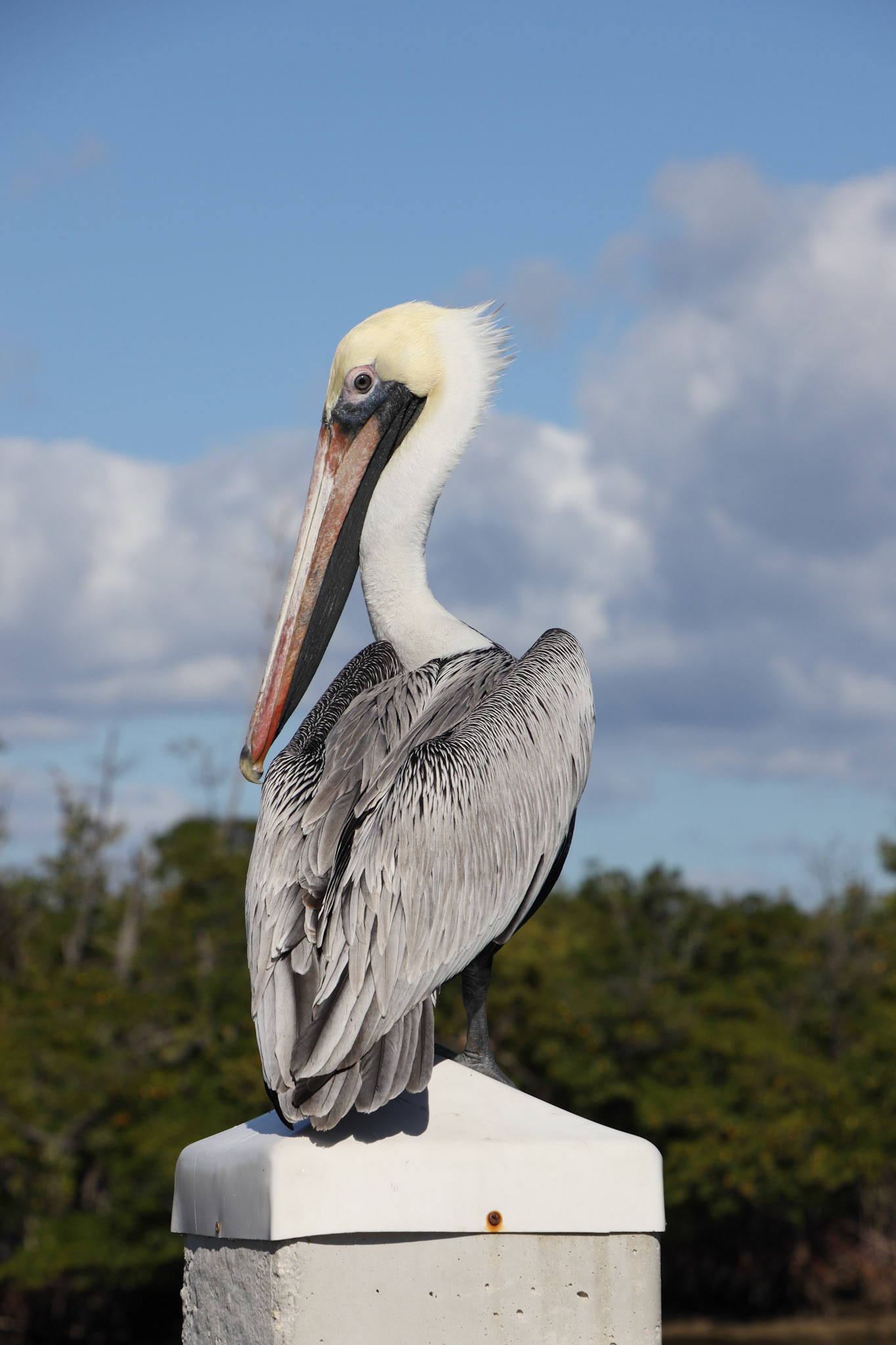 Pelican