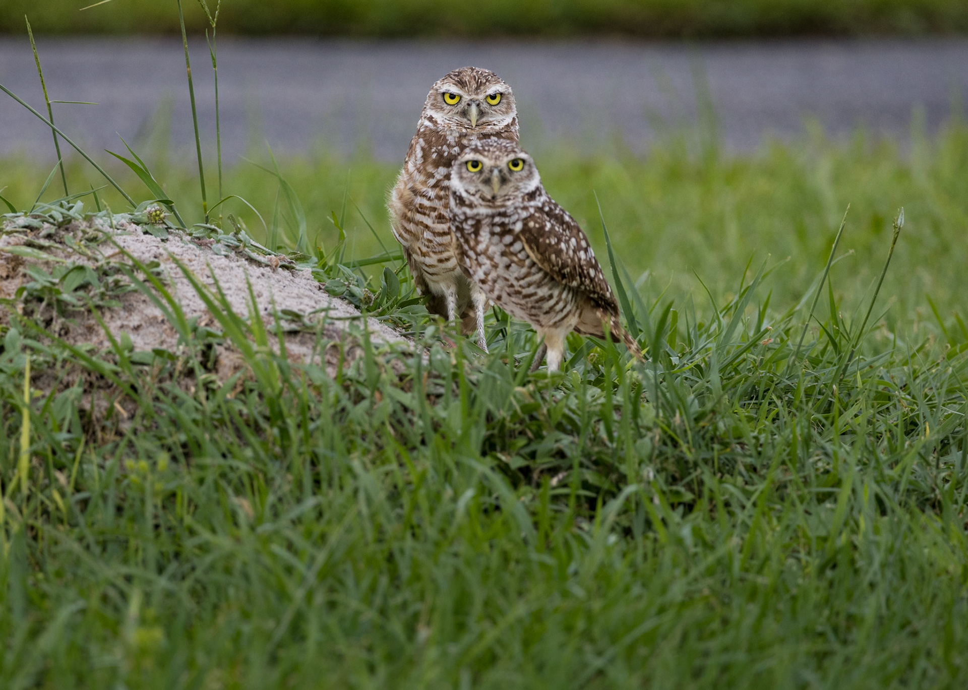 Ground Owls