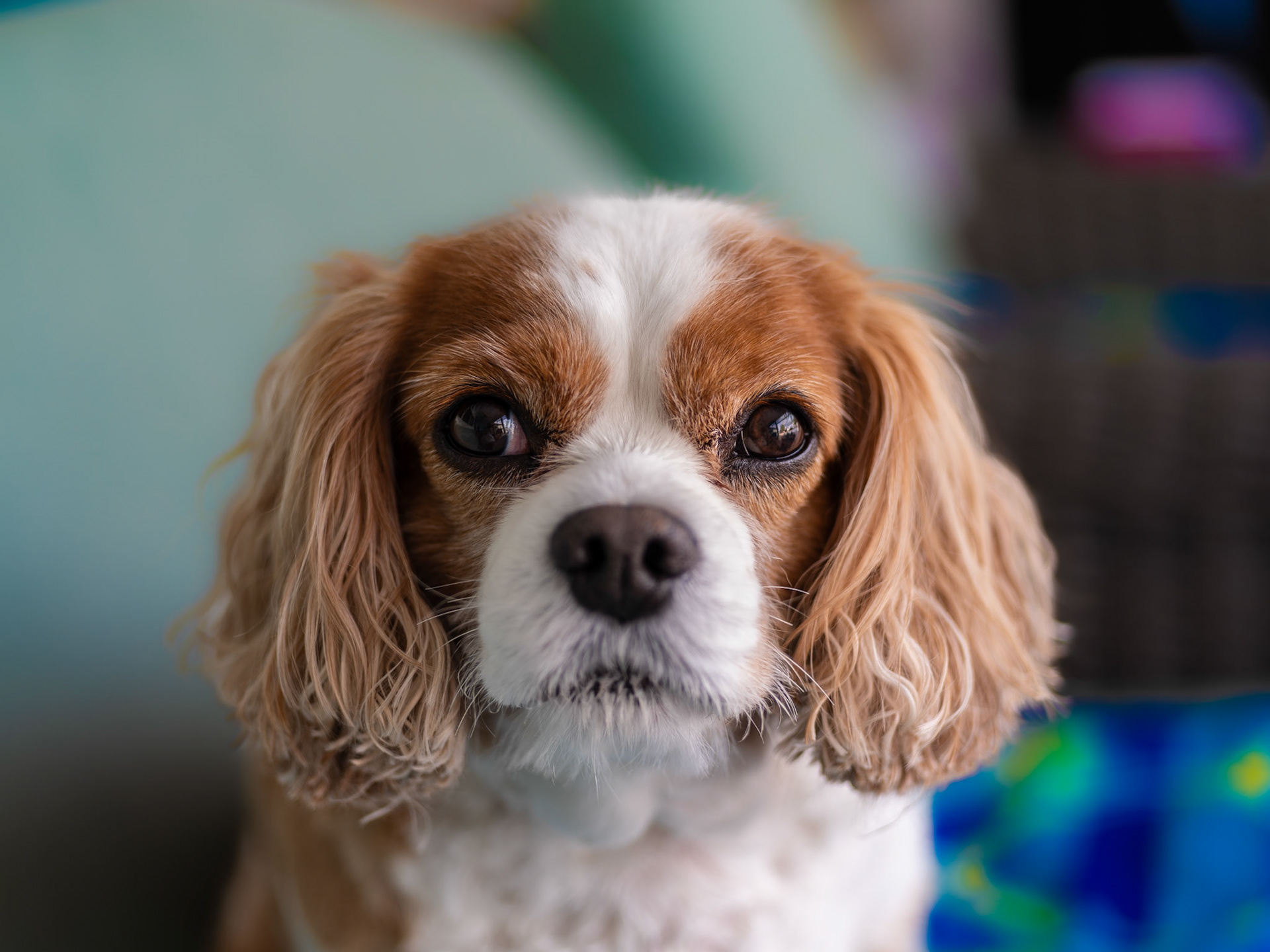 Cavalier King Charles Spaniel