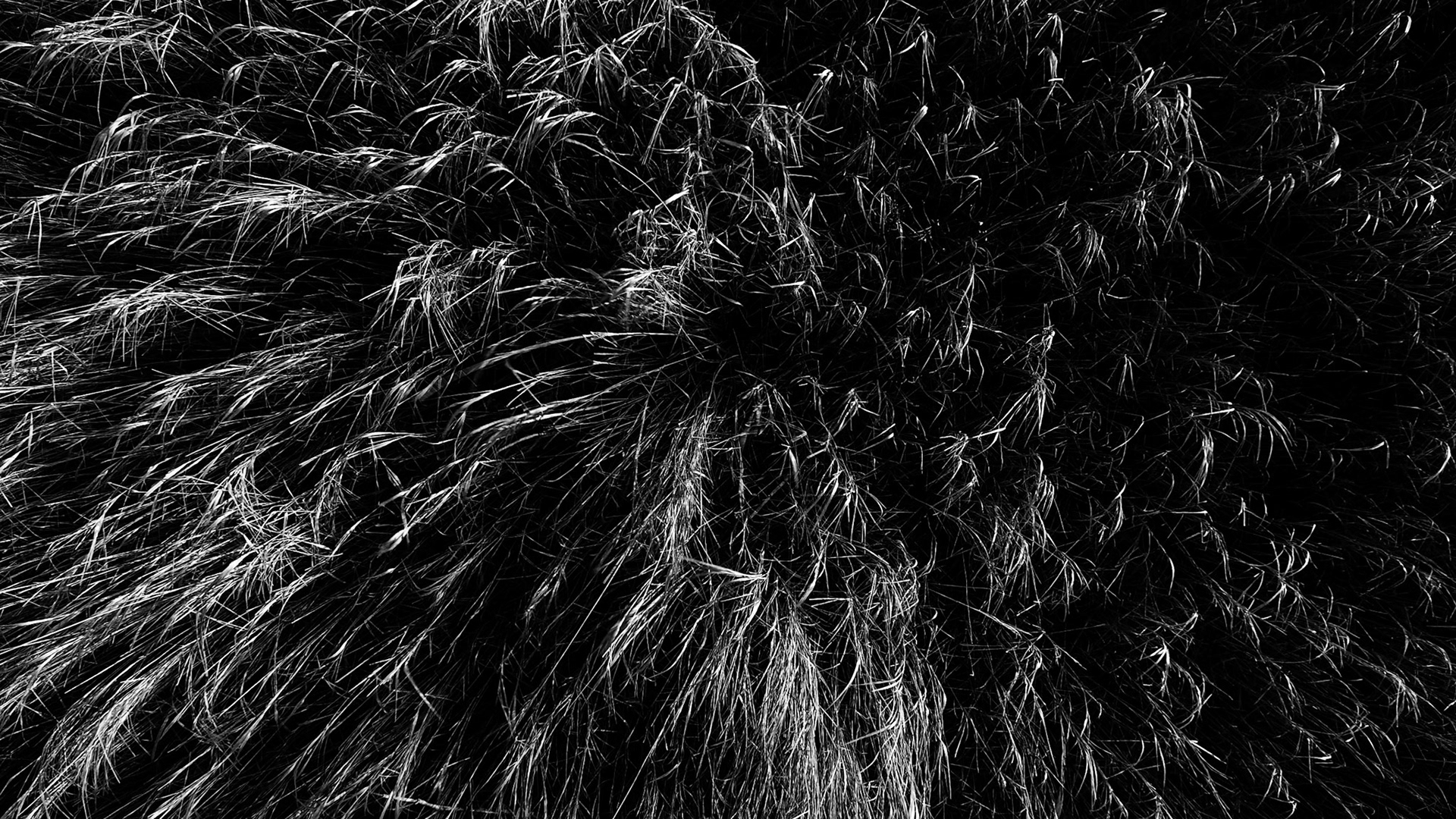 Tall Grass