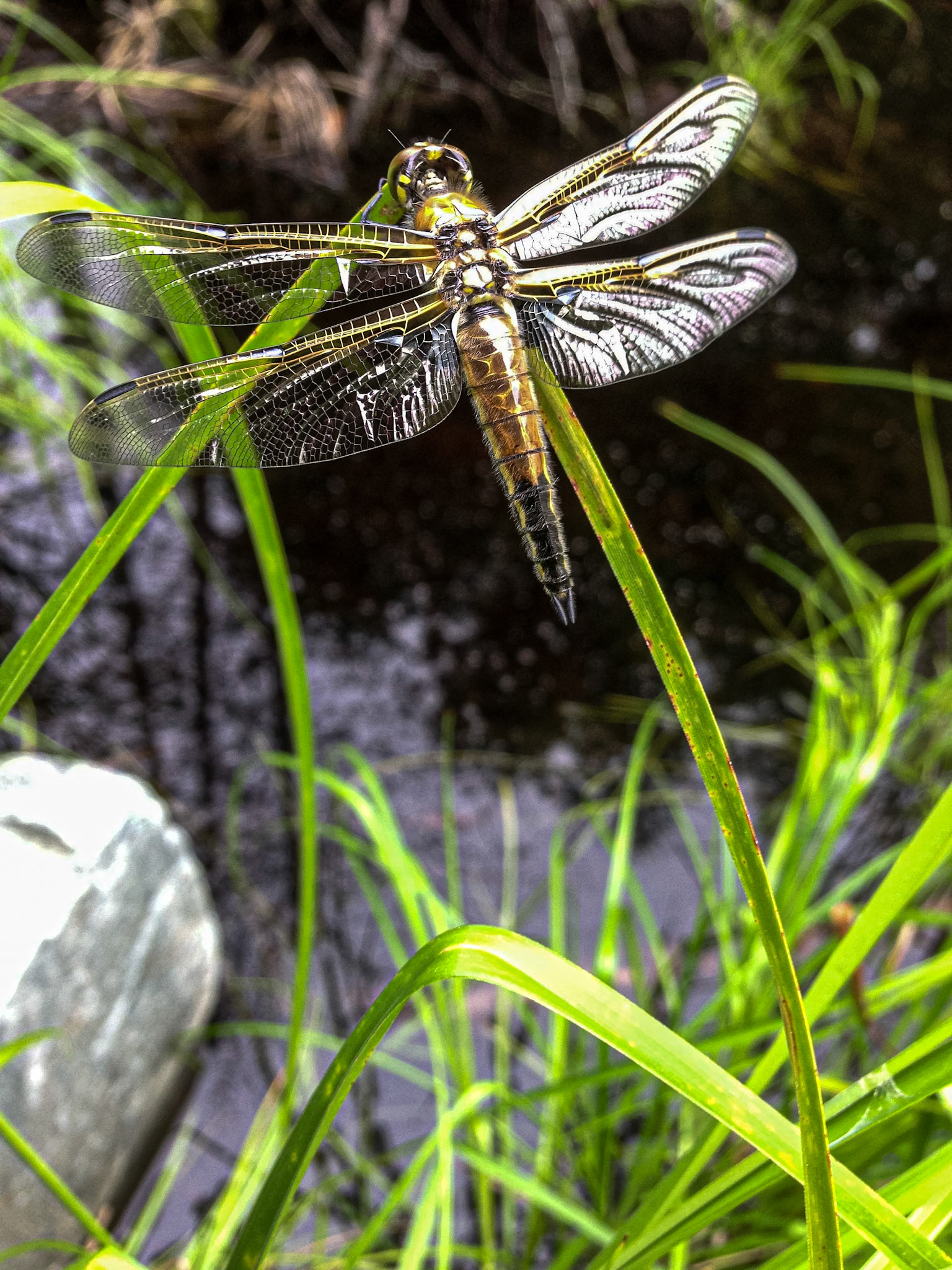 Dragon Fly