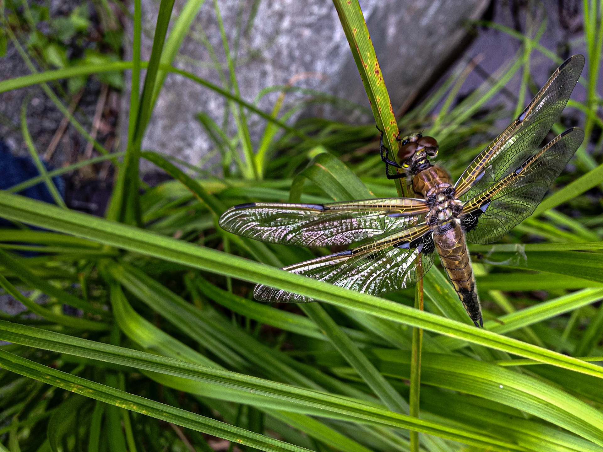 Dragon Fly