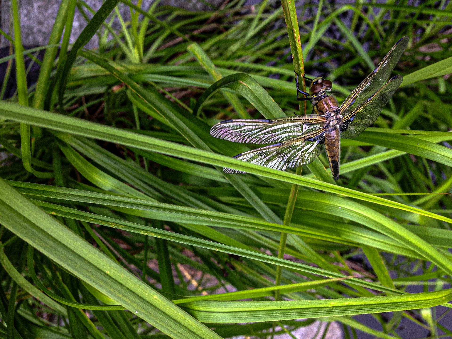 Dragon Fly