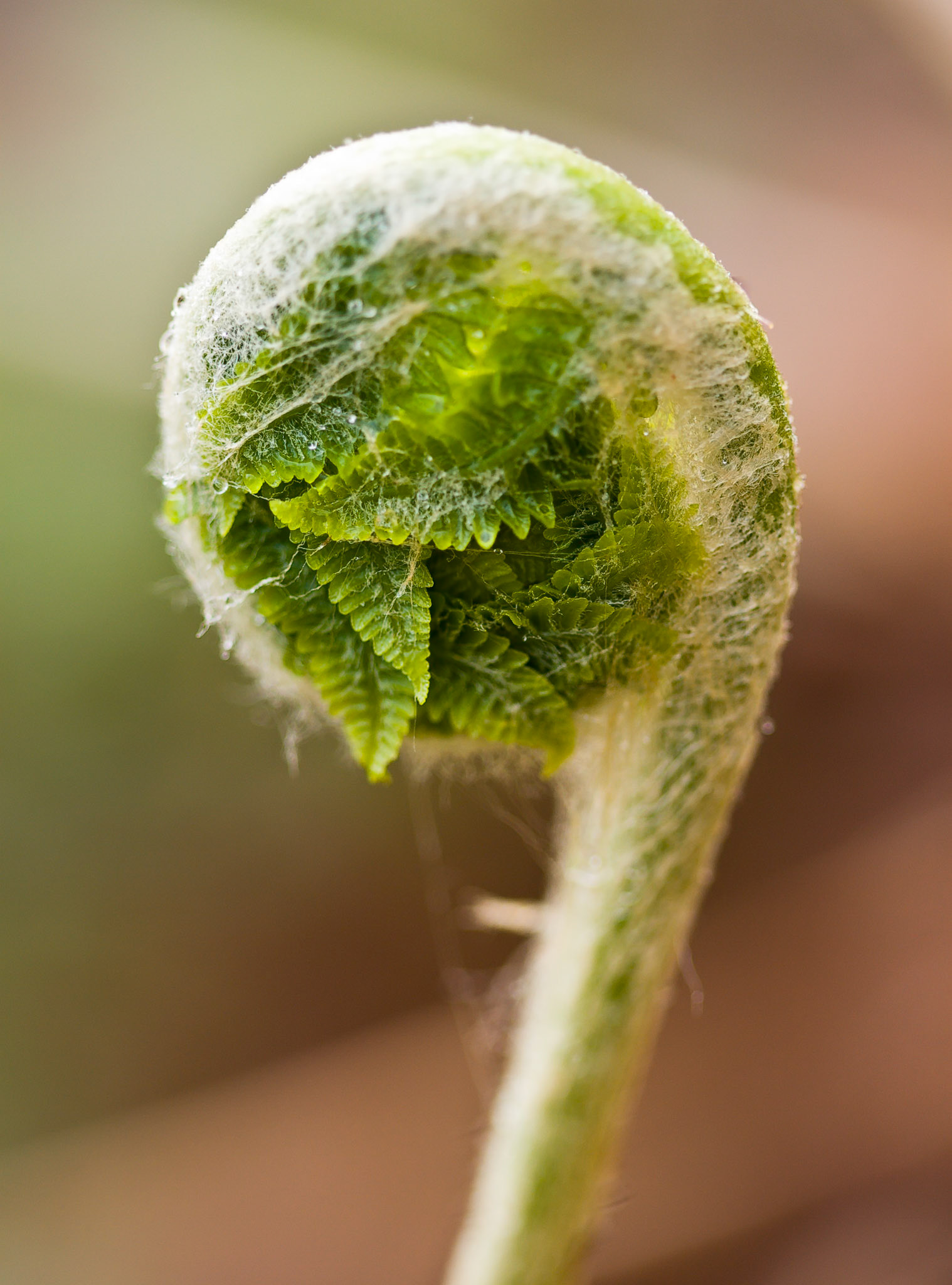 Budding Fern
