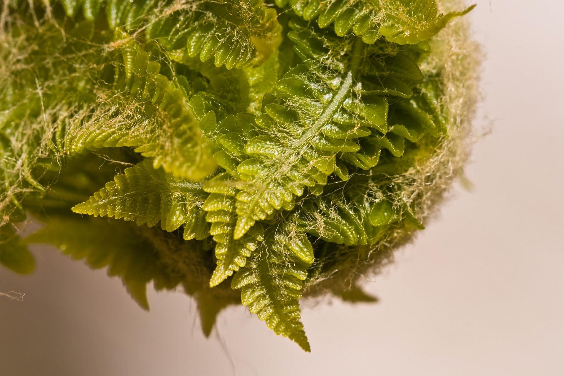 Very Fuzzy