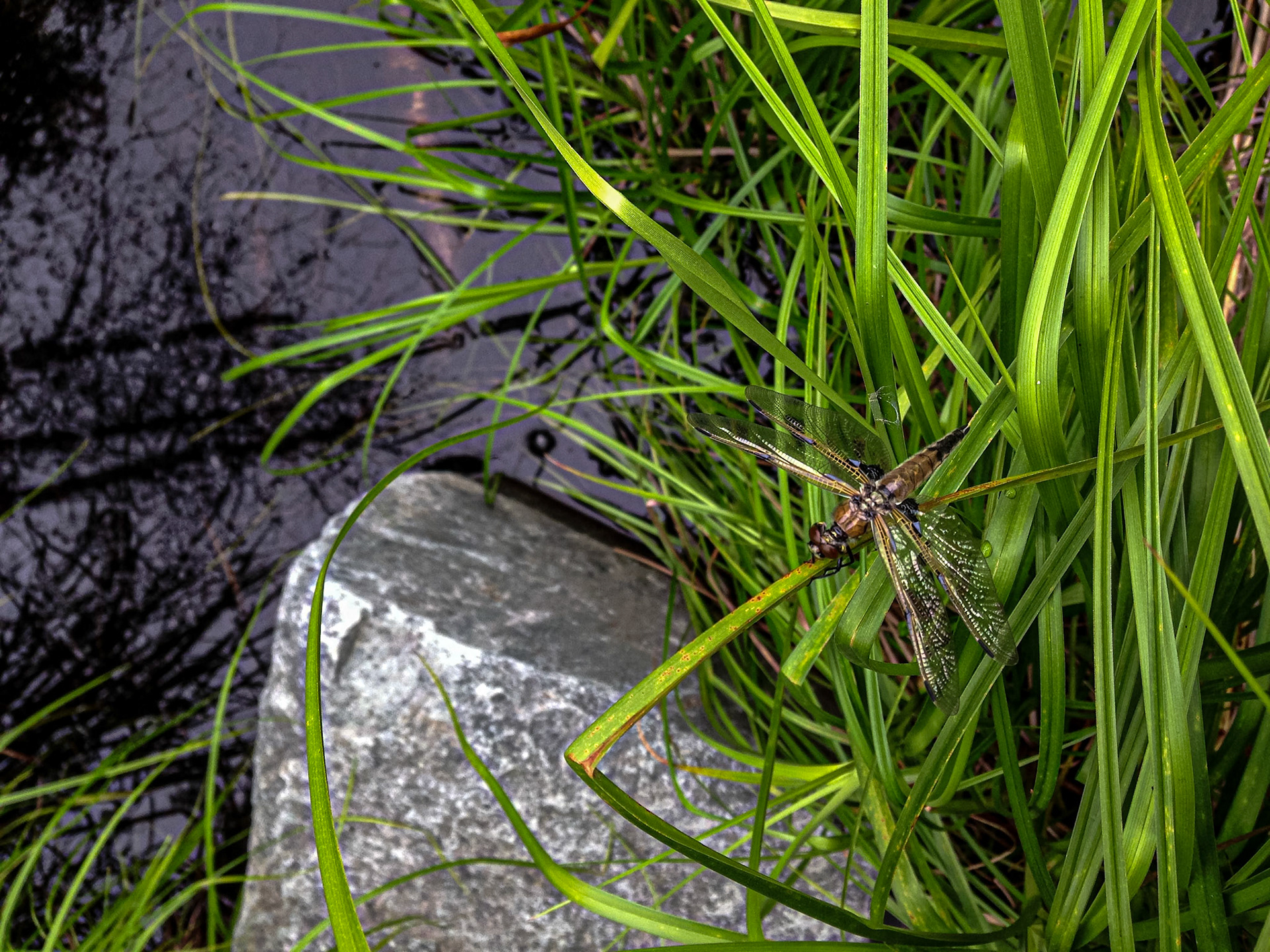 Dragon Fly