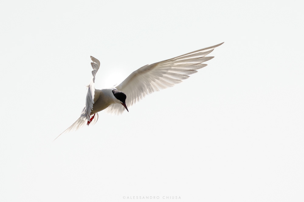 Outward of a Holy Spirit [Sterna hirundo]