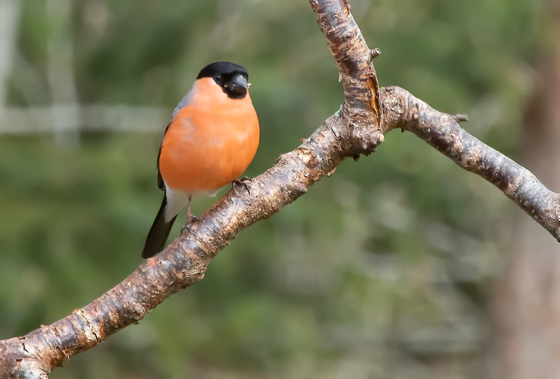 Dompapp han / Bullfinch male