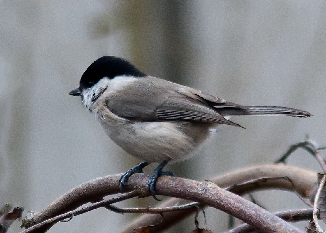 Ganmeis / Willow tit