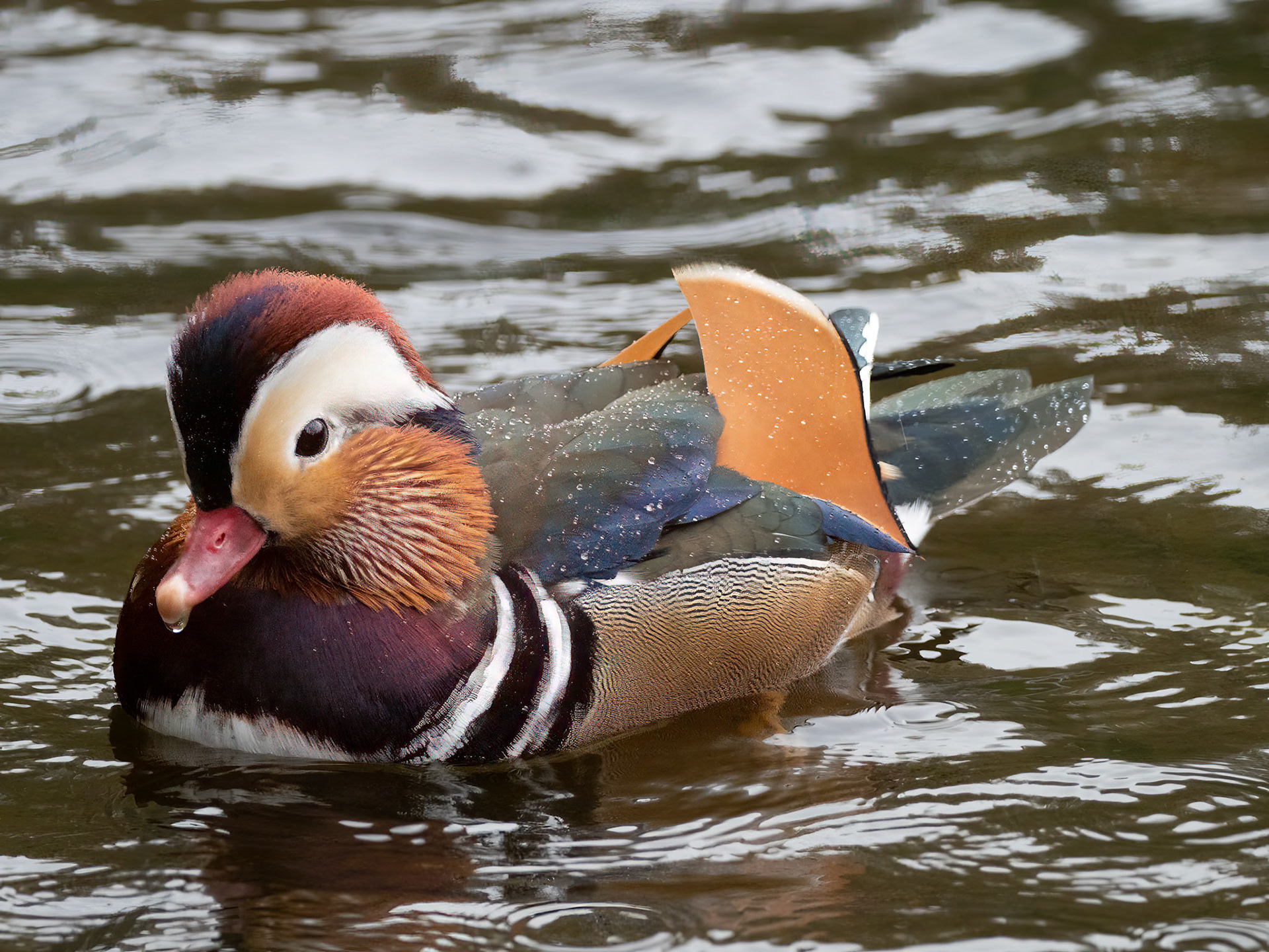 Mandarin duck